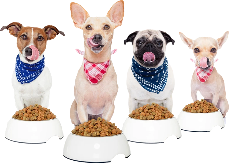 Four dogs wearing bandanas sit in a row behind bowls of dry dog food, each licking their lips and looking forward.