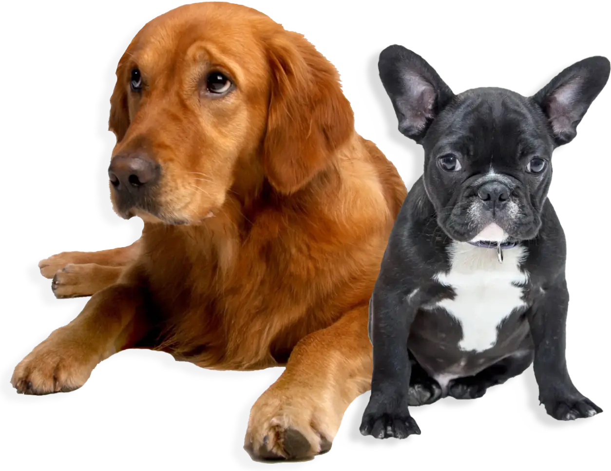 Golden retriever lying next to a sitting black and white French bulldog.