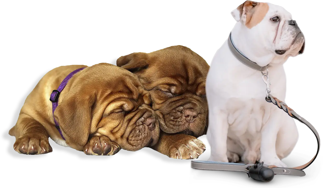 Three dogs: two brown puppies sleeping side by side, next to a white bulldog sitting upright with a leash attached to its collar.