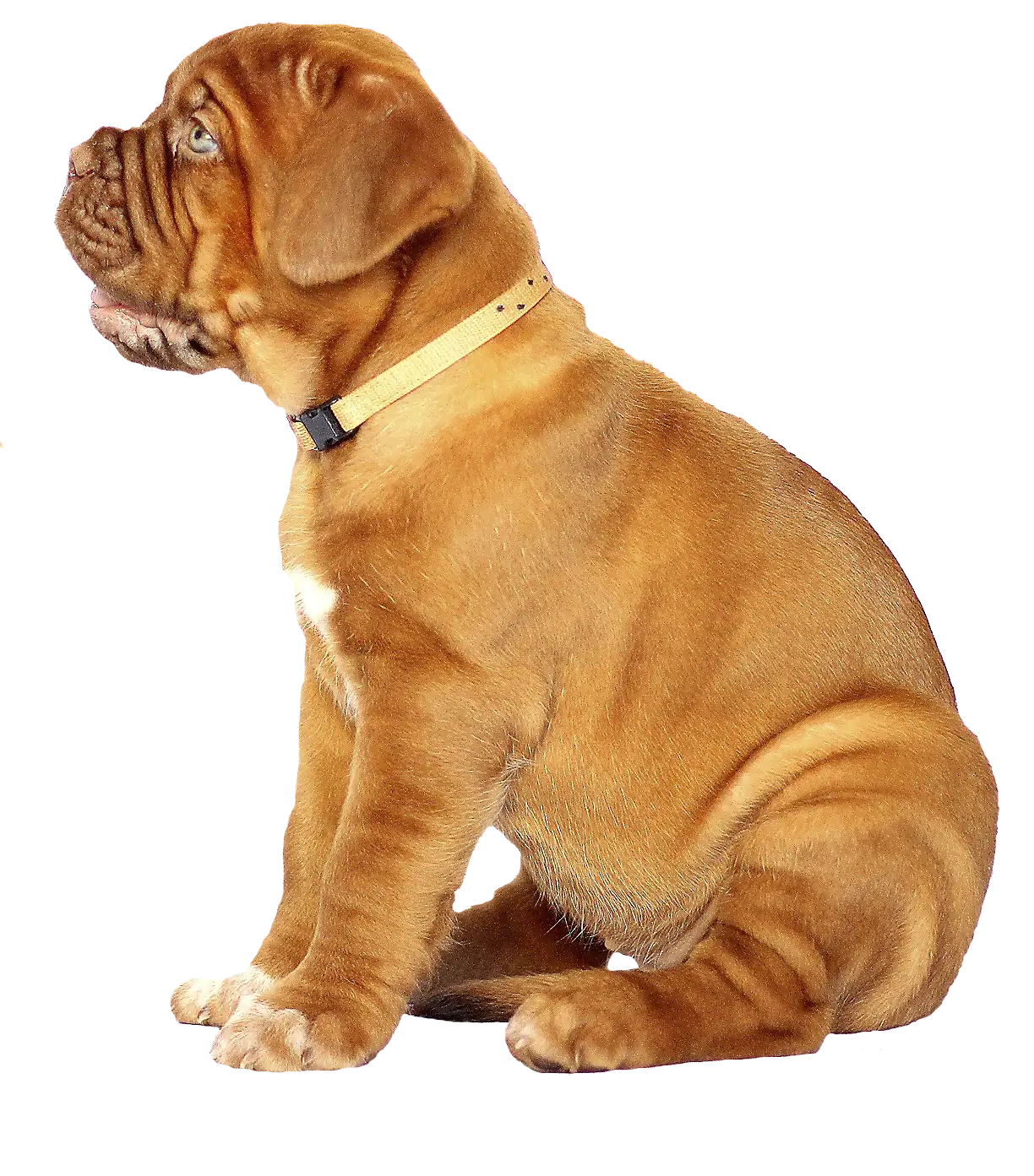 A brown puppy wearing a light-colored collar sits facing left on a transparent background.